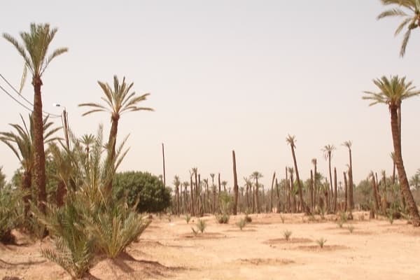 Palmeraie